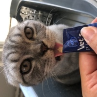 Scottish Fold, Kedi  Badem fotoğrafı