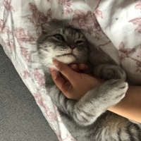 Scottish Fold, Kedi  Badem fotoğrafı