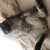 Scottish Fold, Kedi  Badem fotoğrafı