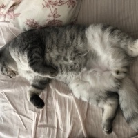 Scottish Fold, Kedi  Badem fotoğrafı
