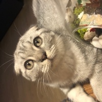 Scottish Fold, Kedi  Badem fotoğrafı