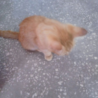Tekir Kedi, Kedi  Boncuk fotoğrafı