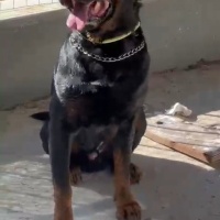 Rottweiler, Köpek  Cesur fotoğrafı