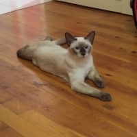 Siyam Kedisi, Kedi  Şans fotoğrafı