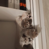 Scottish Fold, Kedi  Mia fotoğrafı