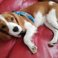 Cavalier King Charles Spanieli, Köpek  Linda fotoğrafı