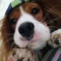 Cavalier King Charles Spanieli, Köpek  Linda fotoğrafı