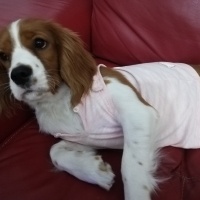 Cavalier King Charles Spanieli, Köpek  Linda fotoğrafı