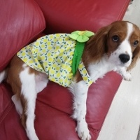 Cavalier King Charles Spanieli, Köpek  Linda fotoğrafı