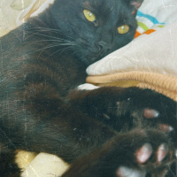 Bombay, Kedi  Zeytin fotoğrafı