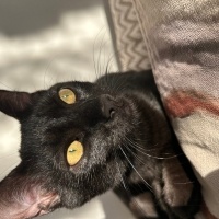 Bombay, Kedi  Zeytin fotoğrafı