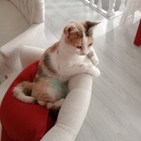 Tekir Kedi, Kedi  Nazik fotoğrafı