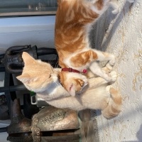 Sarman, Kedi  Miskin fotoğrafı