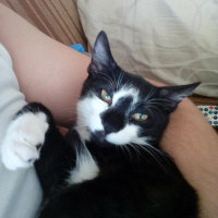 Tekir Kedi, Kedi  Slyvester fotoğrafı