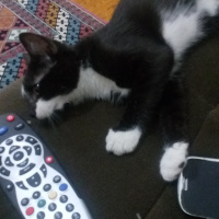 Tekir Kedi, Kedi  Slyvester fotoğrafı