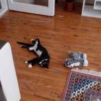 Tekir Kedi, Kedi  Slyvester fotoğrafı