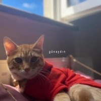 Sarman, Kedi  Tarçın fotoğrafı