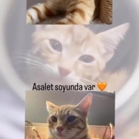 Sarman, Kedi  Tarçın fotoğrafı