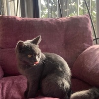 Mavi Rus, Kedi  Mia fotoğrafı