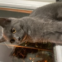 Mavi Rus, Kedi  Mia fotoğrafı