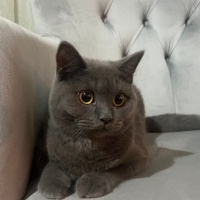 Mavi Rus, Kedi  Mia fotoğrafı