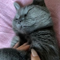 Mavi Rus, Kedi  Mia fotoğrafı