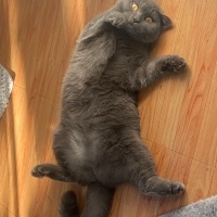 Mavi Rus, Kedi  Mia fotoğrafı