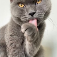 Mavi Rus, Kedi  Mia fotoğrafı