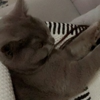 Mavi Rus, Kedi  Mia fotoğrafı