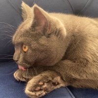 Mavi Rus, Kedi  Mia fotoğrafı