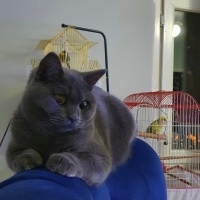 Mavi Rus, Kedi  Mia fotoğrafı