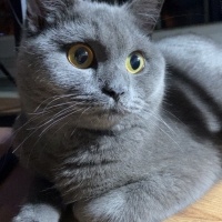 Mavi Rus, Kedi  Mia fotoğrafı