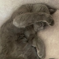 Mavi Rus, Kedi  Mia fotoğrafı