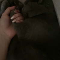 Mavi Rus, Kedi  Mia fotoğrafı
