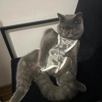 Mavi Rus, Kedi  Mia fotoğrafı