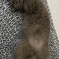 Mavi Rus, Kedi  Mia fotoğrafı