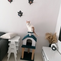 Tekir Kedi, Kedi  Pamuk fotoğrafı