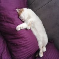 Tekir Kedi, Kedi  Pamuk fotoğrafı
