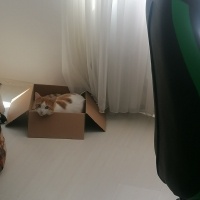 Tekir Kedi, Kedi  Pamuk fotoğrafı