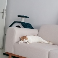 Tekir Kedi, Kedi  Pamuk fotoğrafı