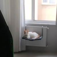 Tekir Kedi, Kedi  Pamuk fotoğrafı