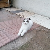 Tekir Kedi, Kedi  Pamuk fotoğrafı