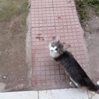 Tekir Kedi, Kedi  Pamuk fotoğrafı