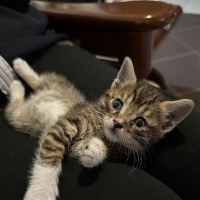 Tekir Kedi, Kedi  Şanslım fotoğrafı