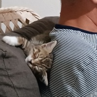 Tekir Kedi, Kedi  Şanslım fotoğrafı