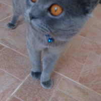 Scottish Fold, Kedi  Çakıl fotoğrafı