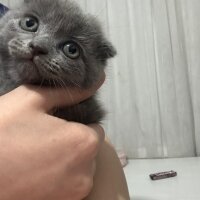 Scottish Fold, Kedi  Scottish fold fotoğrafı