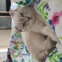 Scottish Fold, Kedi  Şila fotoğrafı