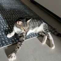 Tekir Kedi, Kedi  Boncuk fotoğrafı