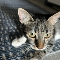 Tekir Kedi, Kedi  Boncuk fotoğrafı